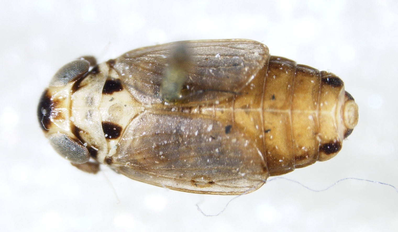 Habitus, dorsal view: !! display not done !! on Eurysa (Eurysa) lineata (Perris, 1857): (Observation).