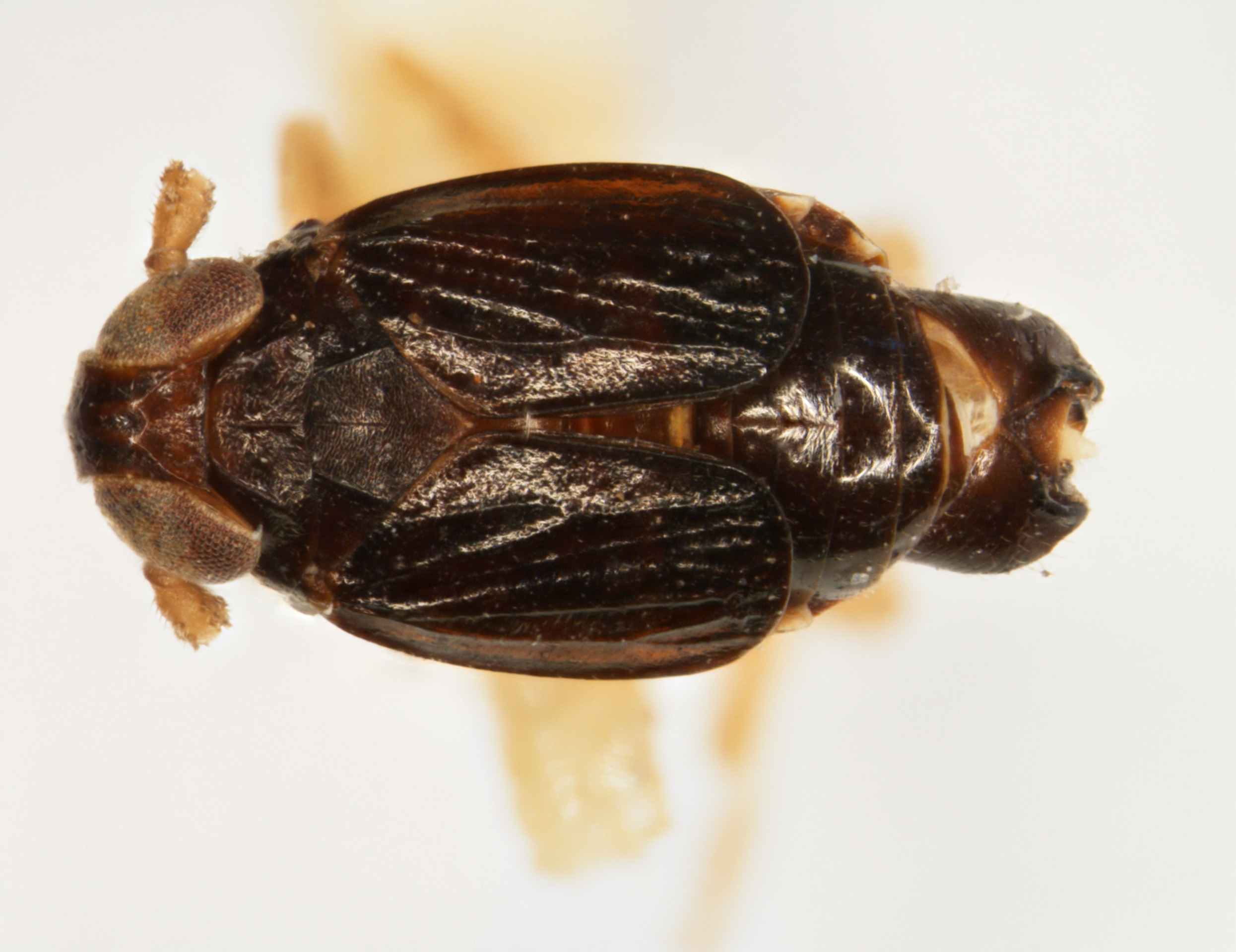 Habitus, dorsal view: !! display not done !! on Delphacodes balli Muir & Giffard, 1924: (Observation).