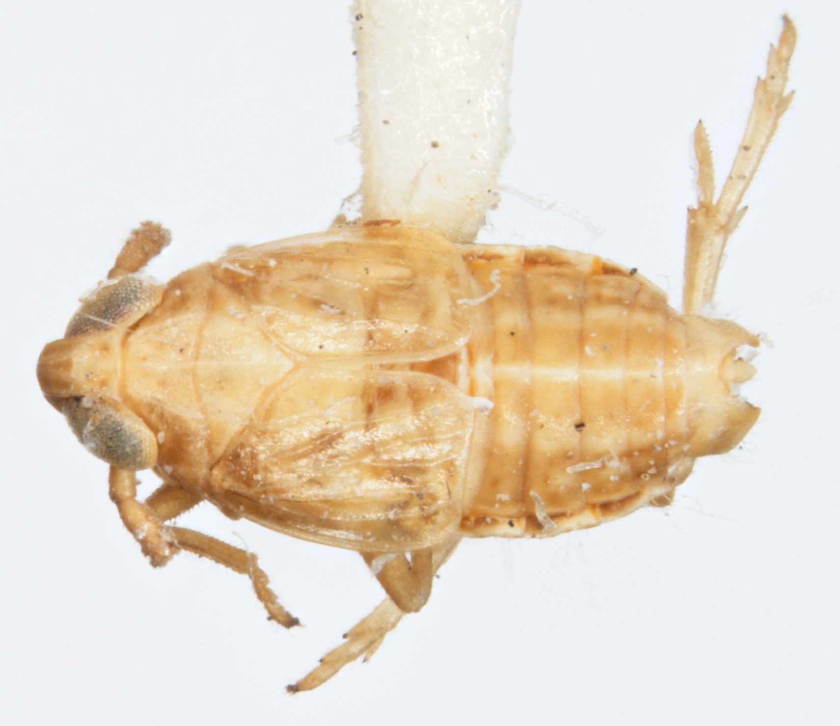 Habitus, dorsal view: !! display not done !! on Delphacodes recurvatus Beamer, 1948: (Observation).