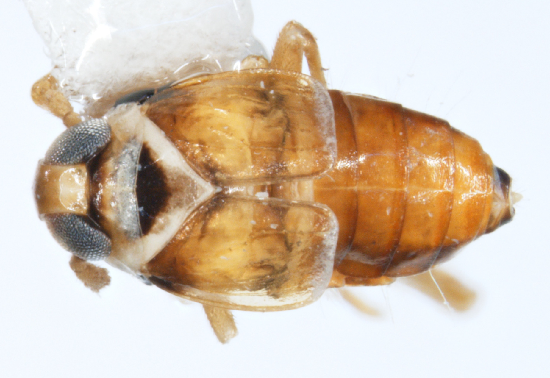 Habitus, dorsal view: !! display not done !! on Delphacodes trimaculatus Beamer, 1948: (Observation).
