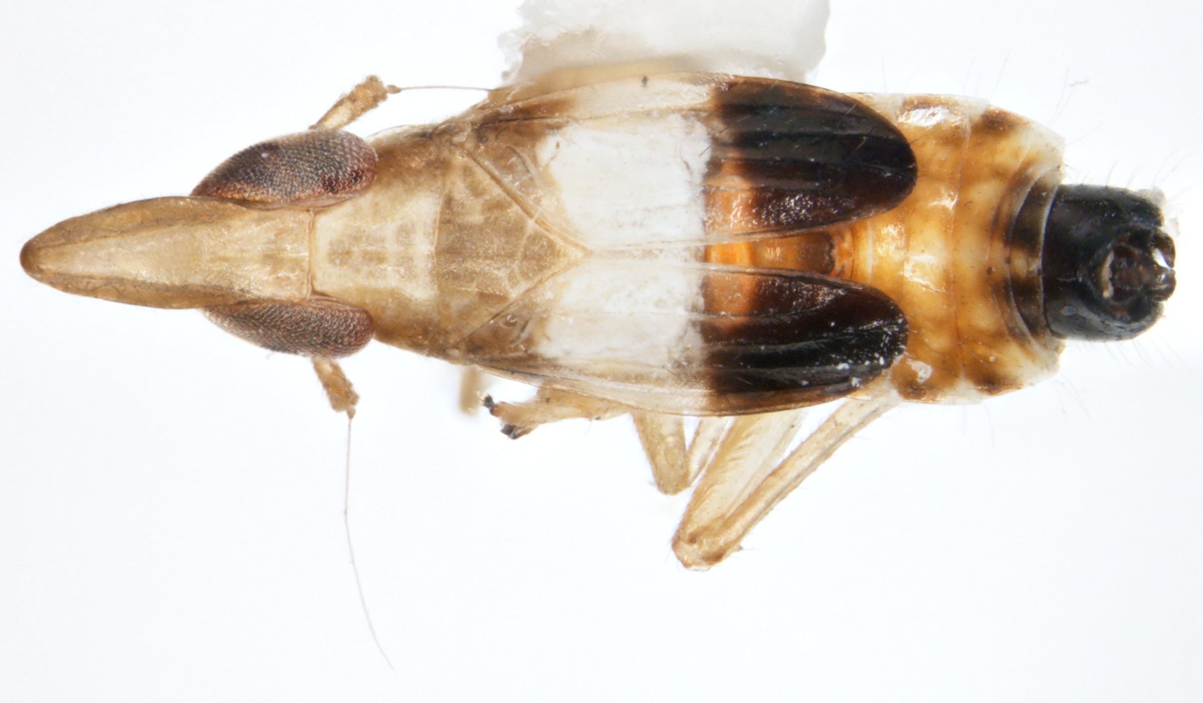 Habitus, dorsal view: !! display not done !! on Tumidagena terminalis (Metcalf, 1923): (Observation).