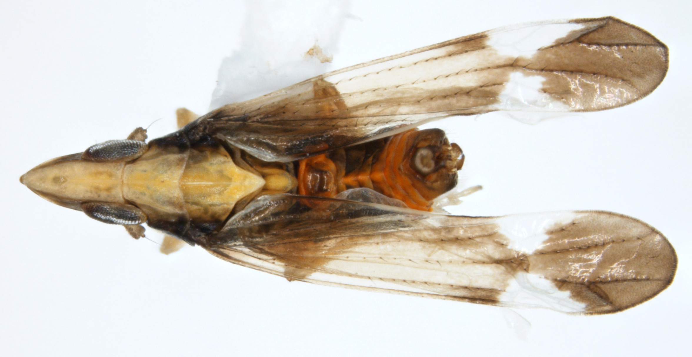 Habitus, dorsal view: !! display not done !! on Neomegamelanus lautus (Metcalf, 1923): (Observation).