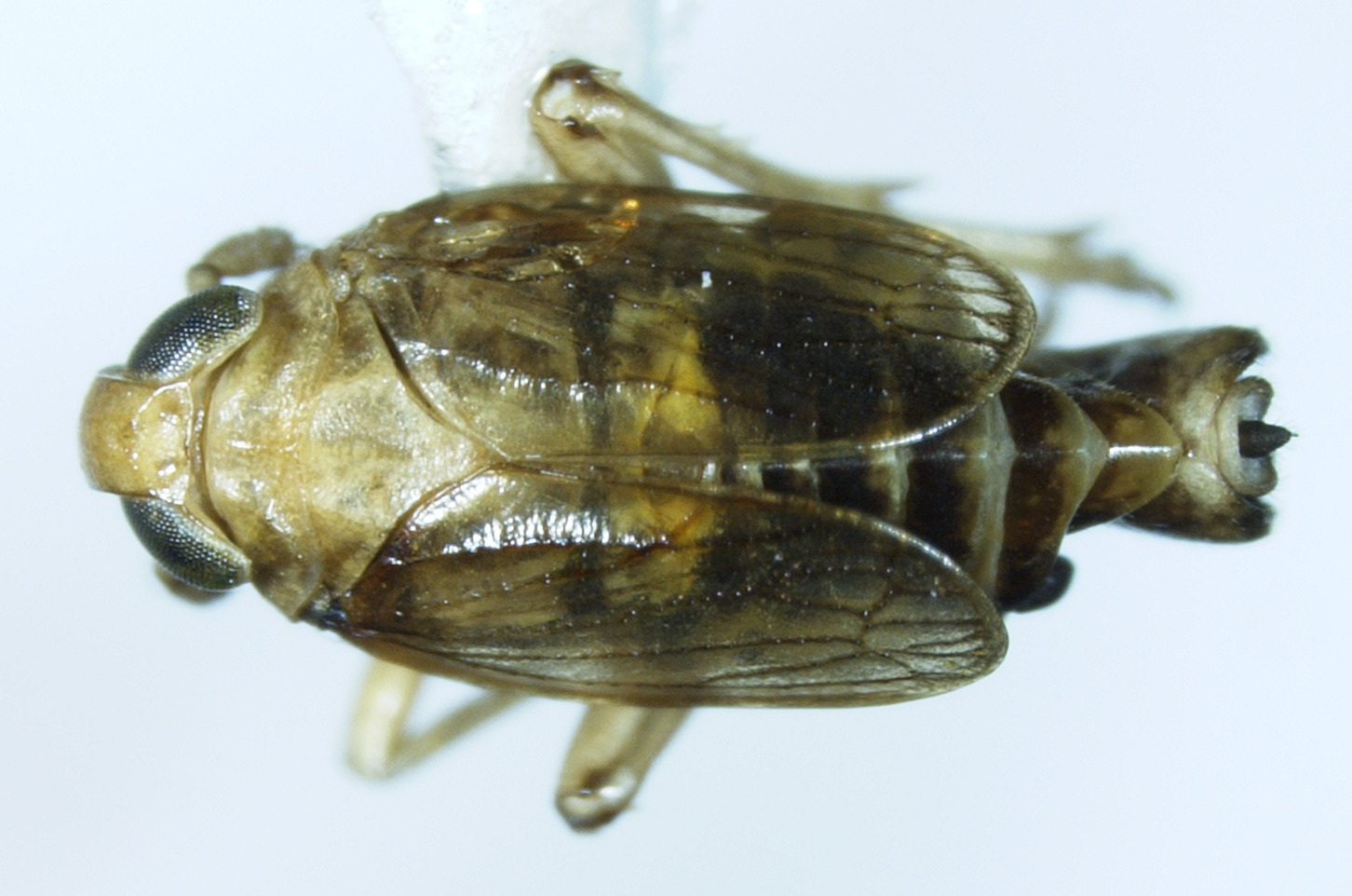 Habitus, dorsal view: !! display not done !! on Paraliburnia adela (Flor, 1861): (Observation).