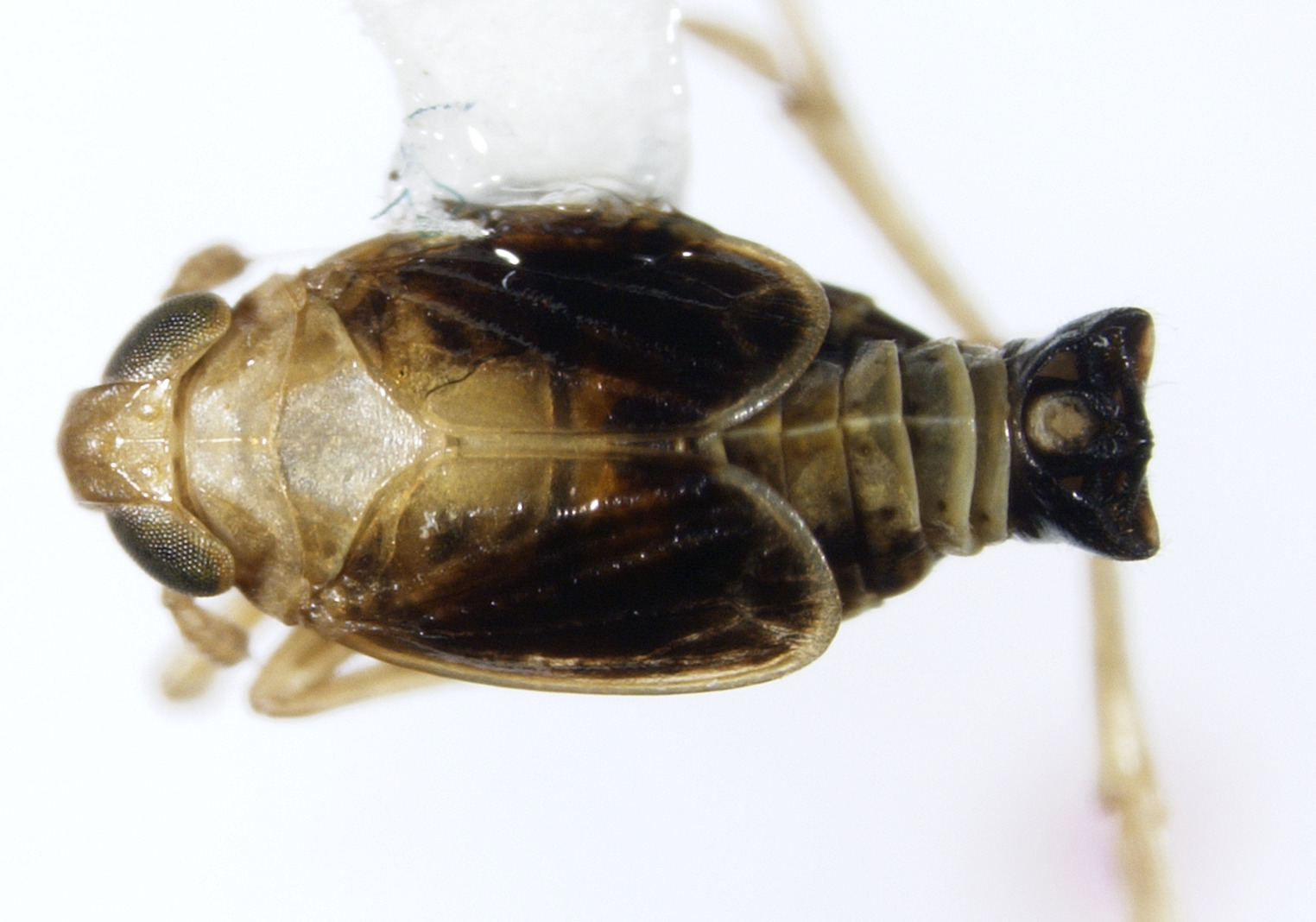 Habitus, dorsal view: !! display not done !! on Struebingianella lugubrina (Boheman, 1847): (Observation).