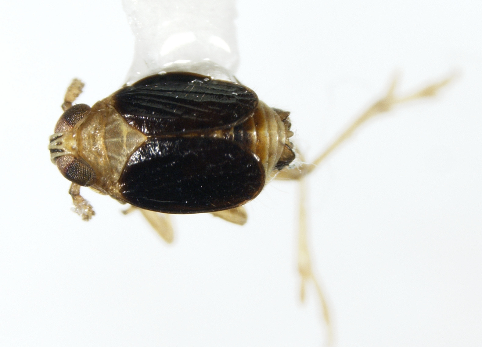 Habitus, dorsal view: !! display not done !! on Syndelphax alexanderi (Metcalf, 1923): (Observation).