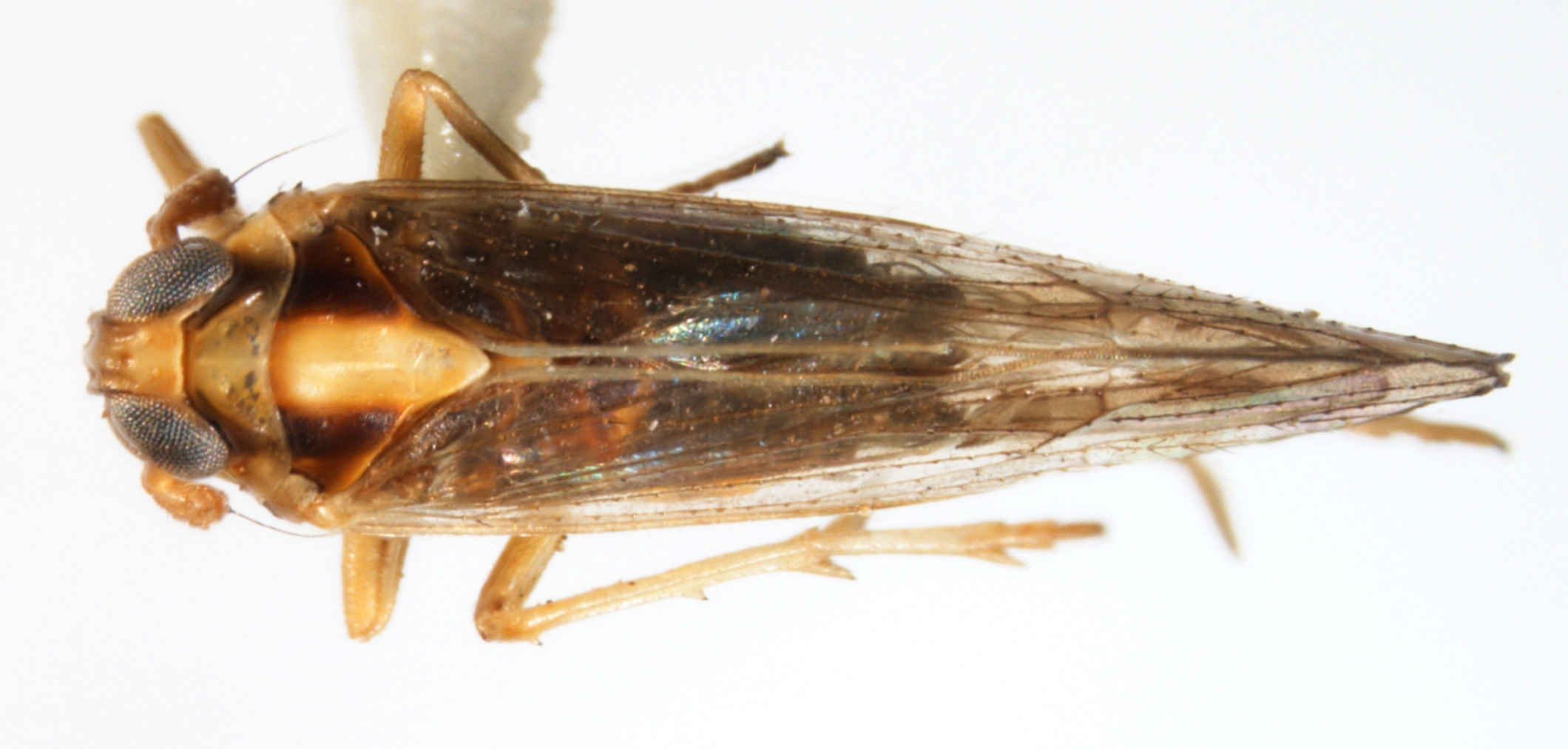 Habitus, dorsal view: !! display not done !! on Sogatella molina (Fennah, 1963): (Observation).