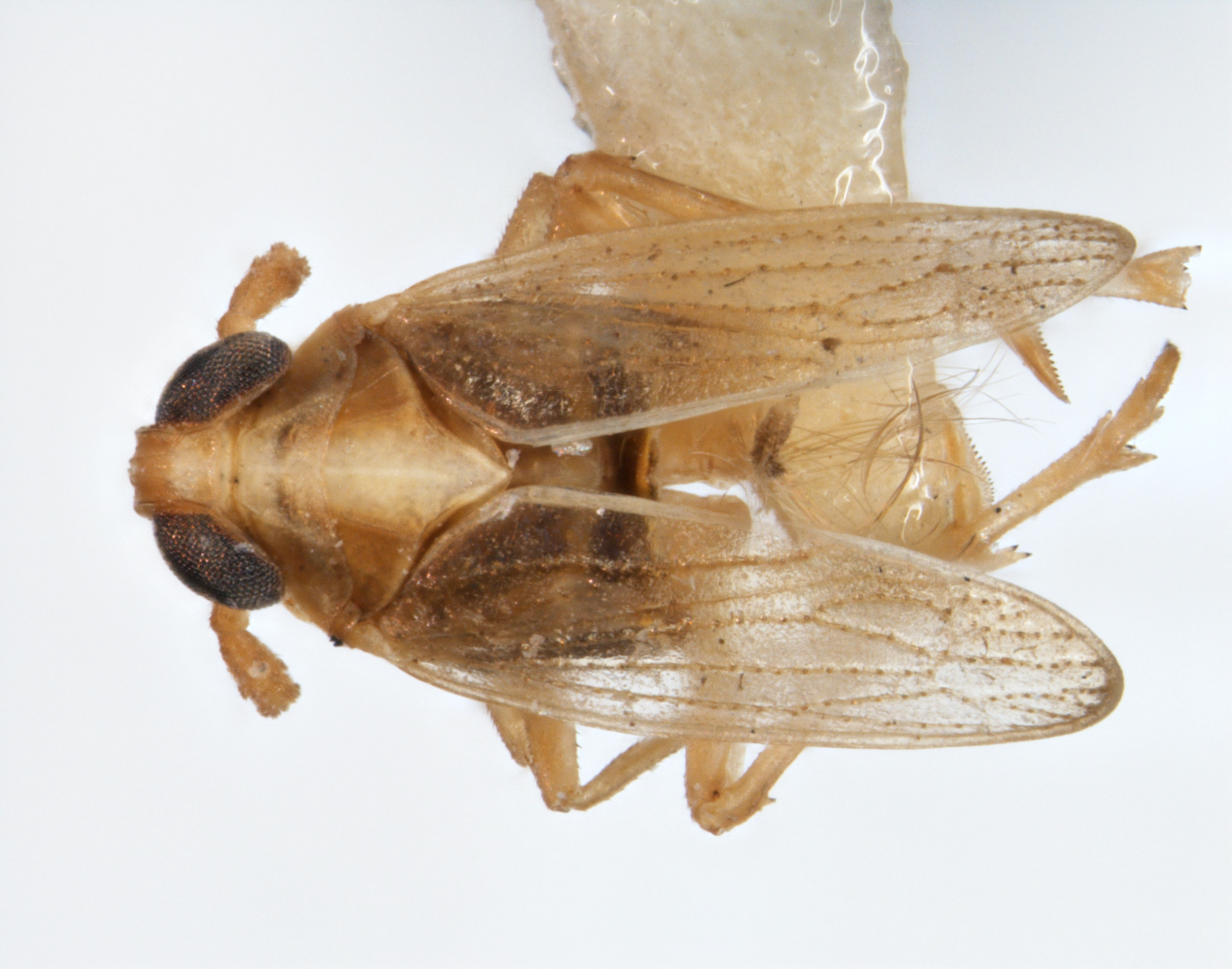 Habitus, dorsal view: !! display not done !! on Sogatella vibix (Haupt, 1927): (Observation).