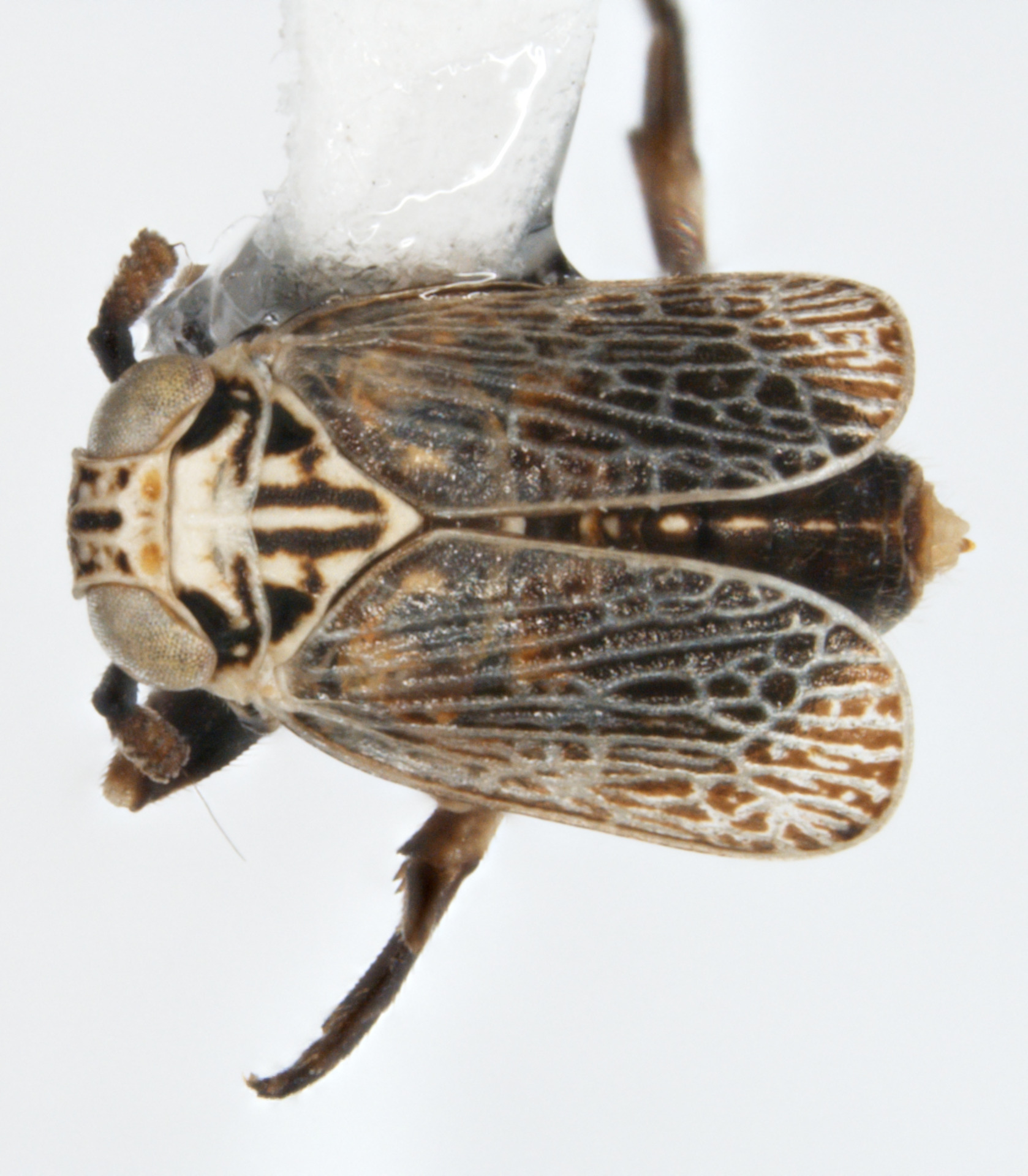 Habitus, dorsal view: !! display not done !! on Phyllodinus nervatus Van Duzee, 1897: (Observation).