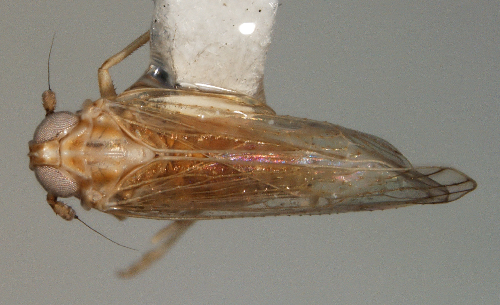 Habitus, dorsal view: !! display not done !! on Anchidelphax havanensis (Crawford, 1914): (Observation).