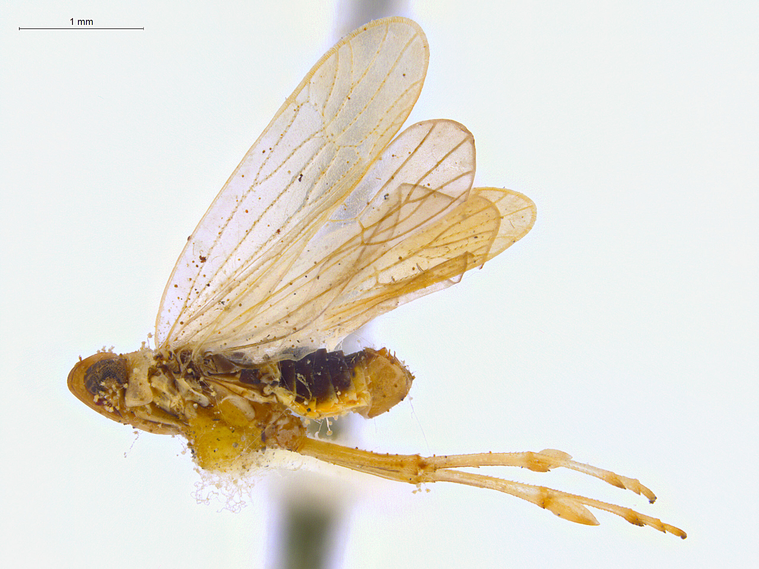 Habitus, lateral view: !! display not done !! on Chloriona danica Jensen-Haarup, 1917: (Observation).