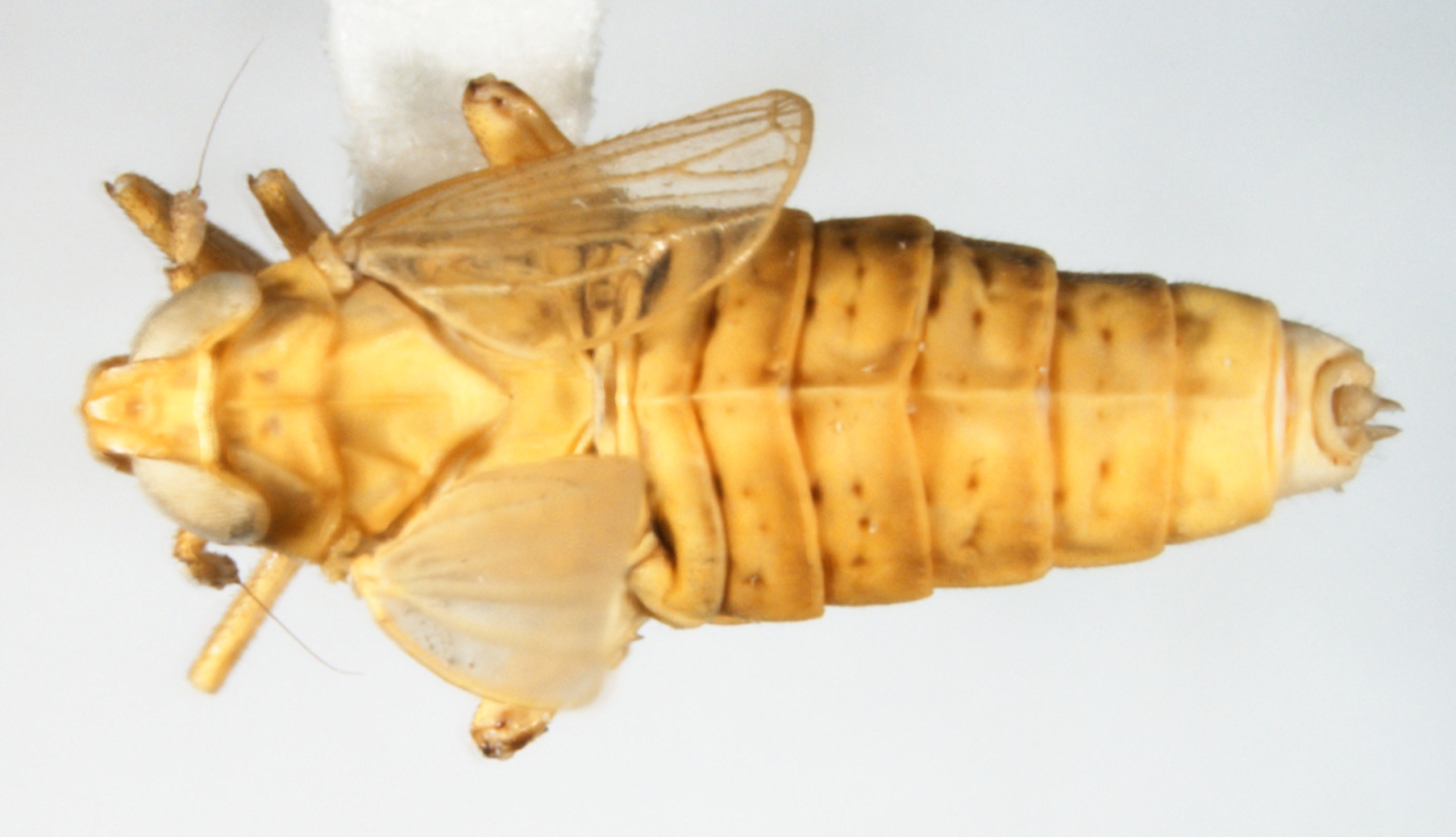 Habitus, dorsal view: !! display not done !! on Chloriona unicolor (Herrich-Schäffer, 1835): (Observation).
