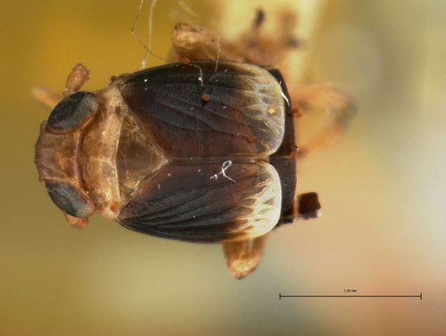 Habitus, dorsal view: !! display not done !! on Criomorphus conspicuus Metcalf, 1923: (Observation).