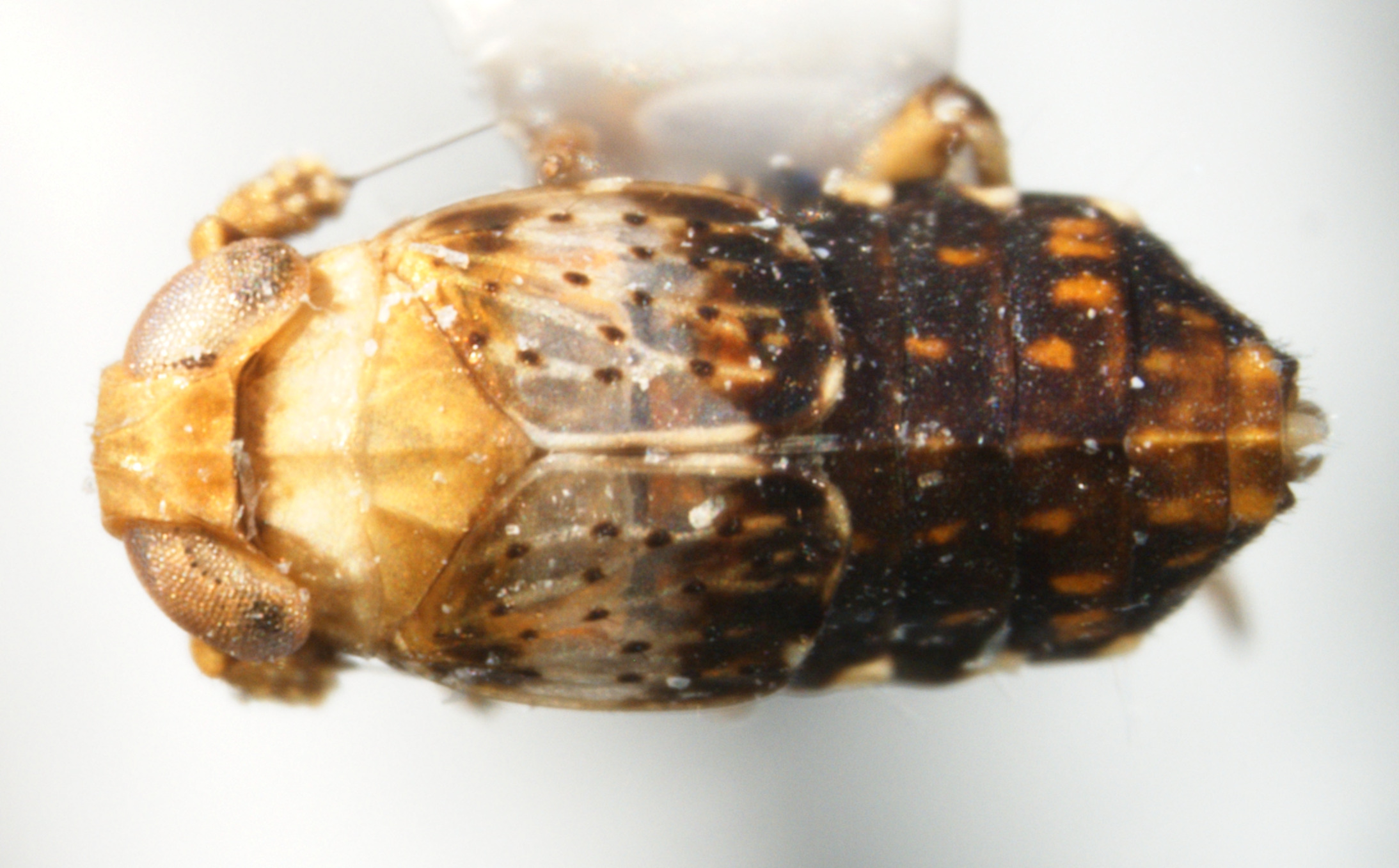 Habitus, dorsal view: !! display not done !! on Conomelus anceps (Germar, 1821): (Observation).