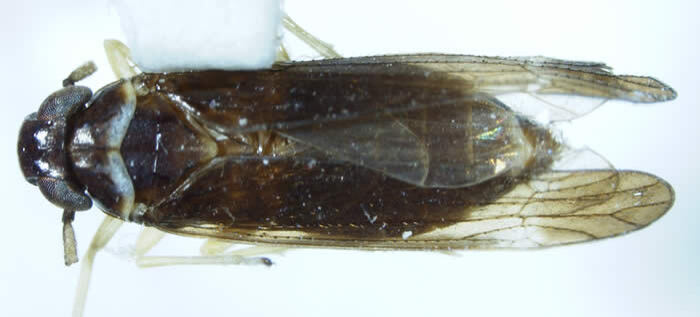 Habitus, dorsal view: !! display not done !! on Eumetopina flavipes Muir, 1913: (Observation).