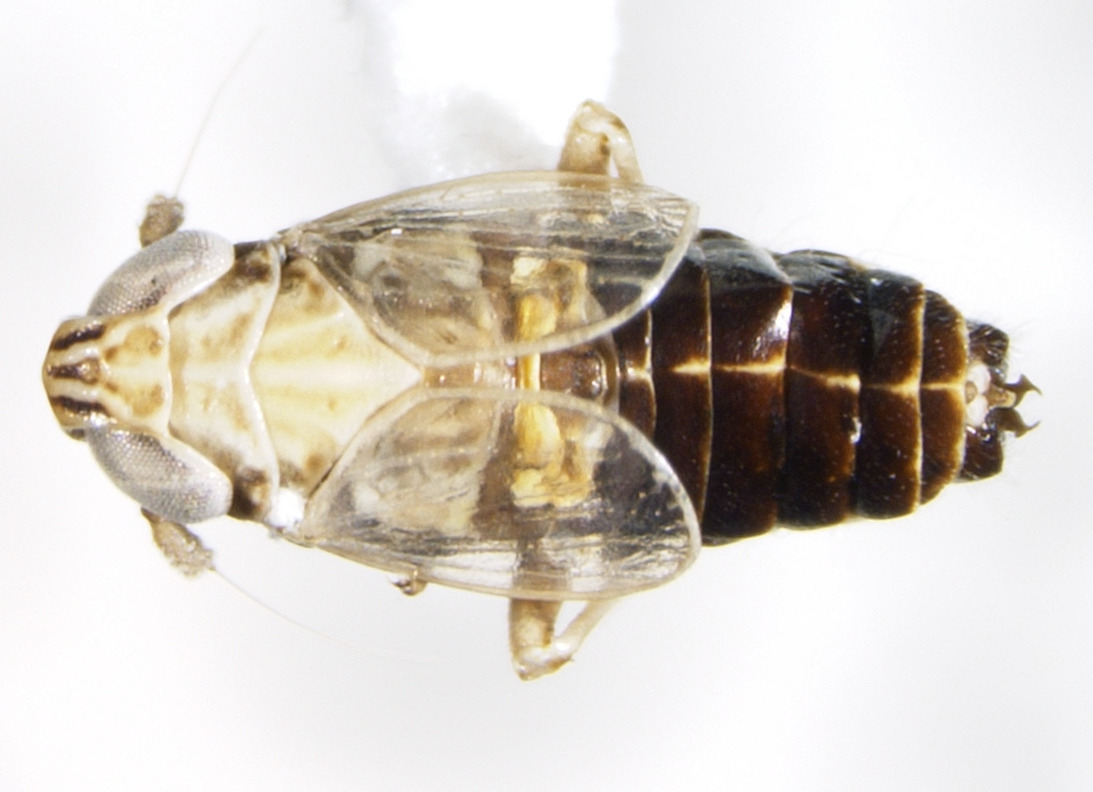 Habitus, dorsal view: !! display not done !! on Gravesteiniella boldi (Scott, 1870): (Observation).
