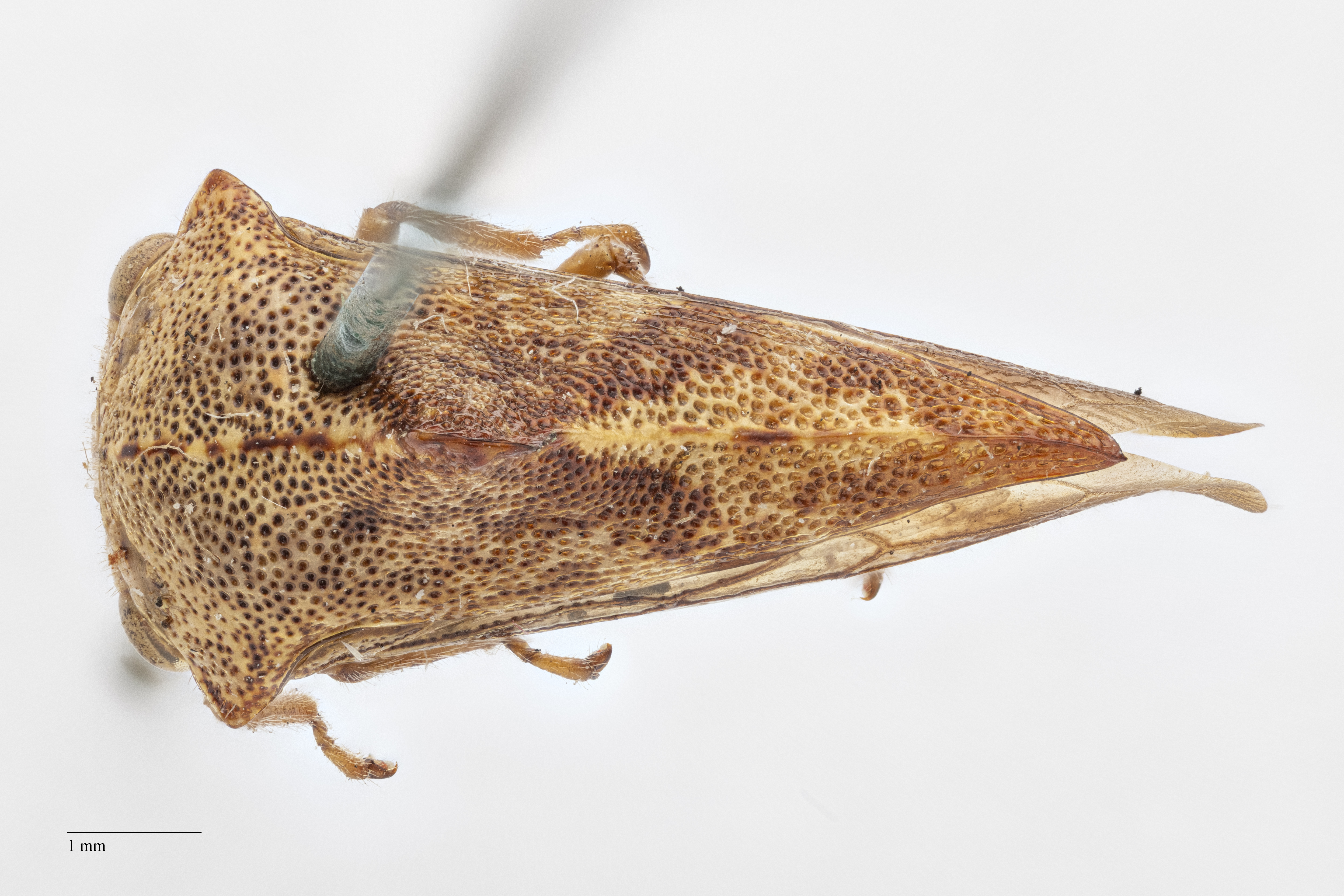 Habitus, dorsal view: !! display not done !! on Palonica pyramidata (Uhler, 1877): (Observation).
