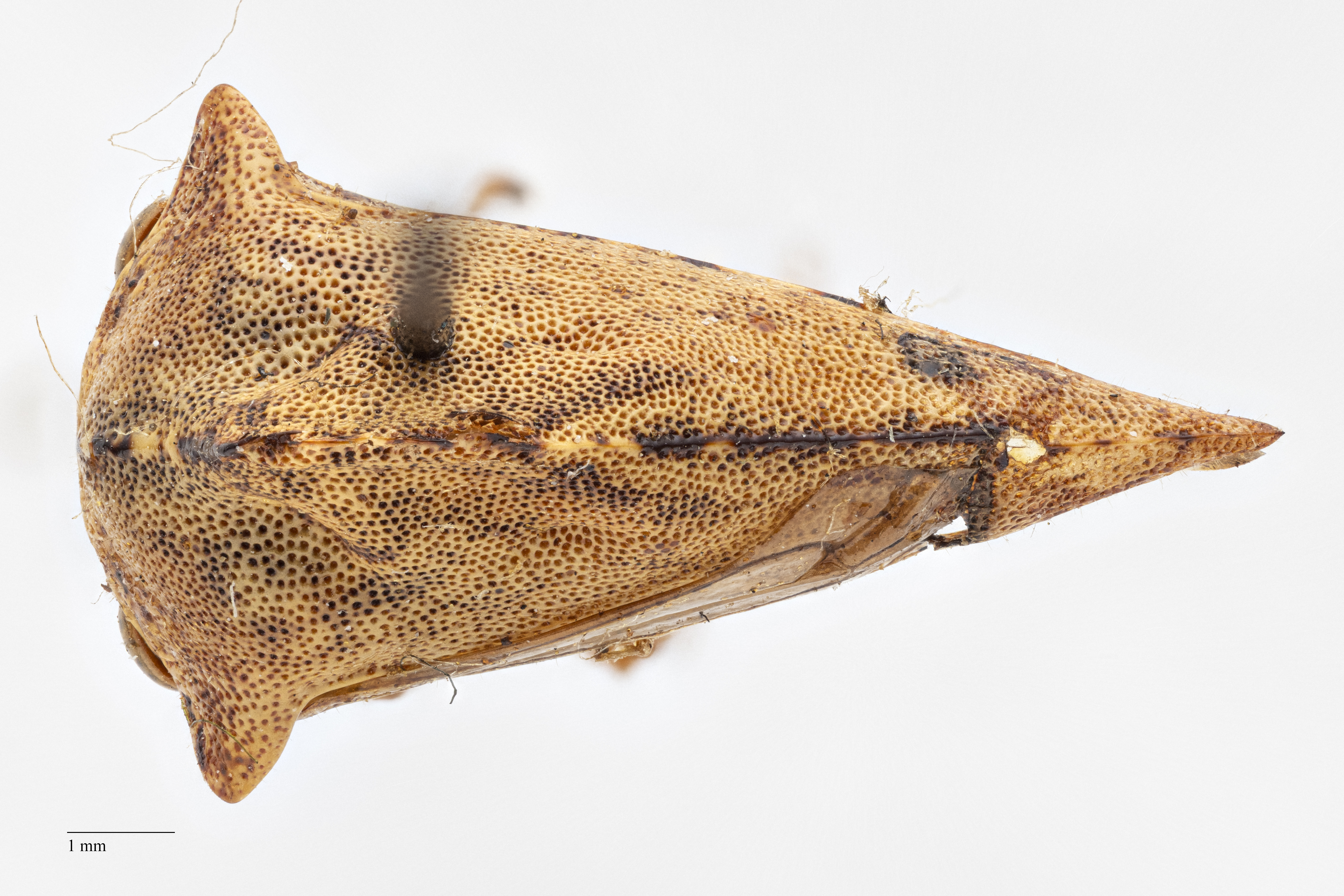 Habitus, dorsal view: !! display not done !! on Telamona ampelopsidis tigrina Ball, 1931: (Observation).
