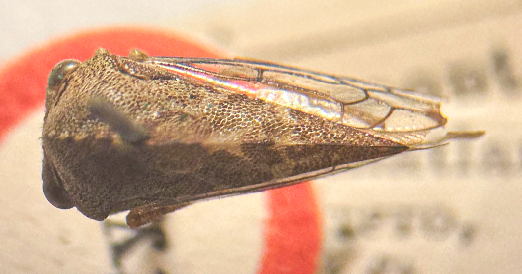 Habitus, dorsal view: !! display not done !! on Grandolobus inaequalis (Fowler, 1896): (Observation).