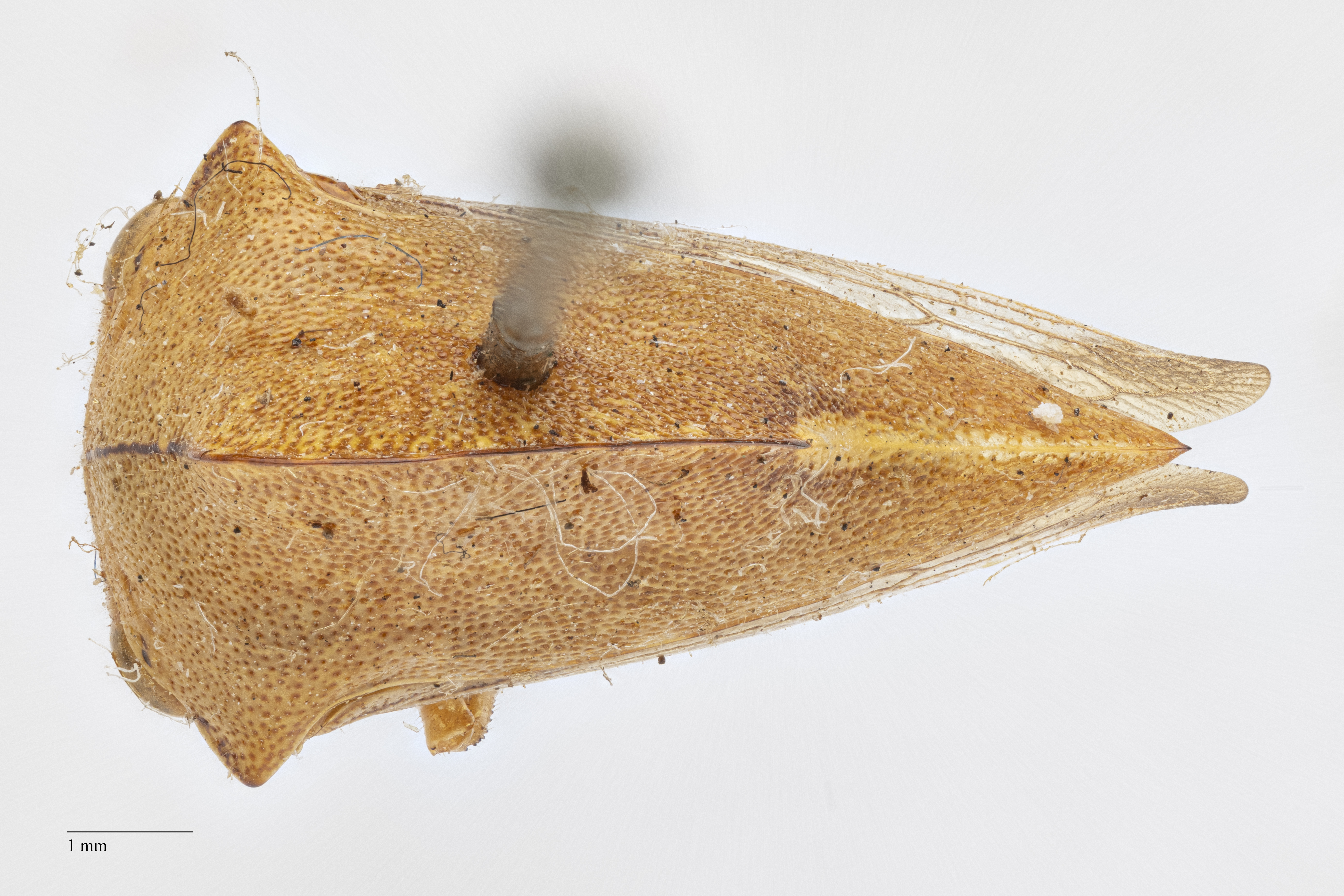 Habitus, dorsal view: !! display not done !! on Telamona extrema Ball, 1903: (Observation).