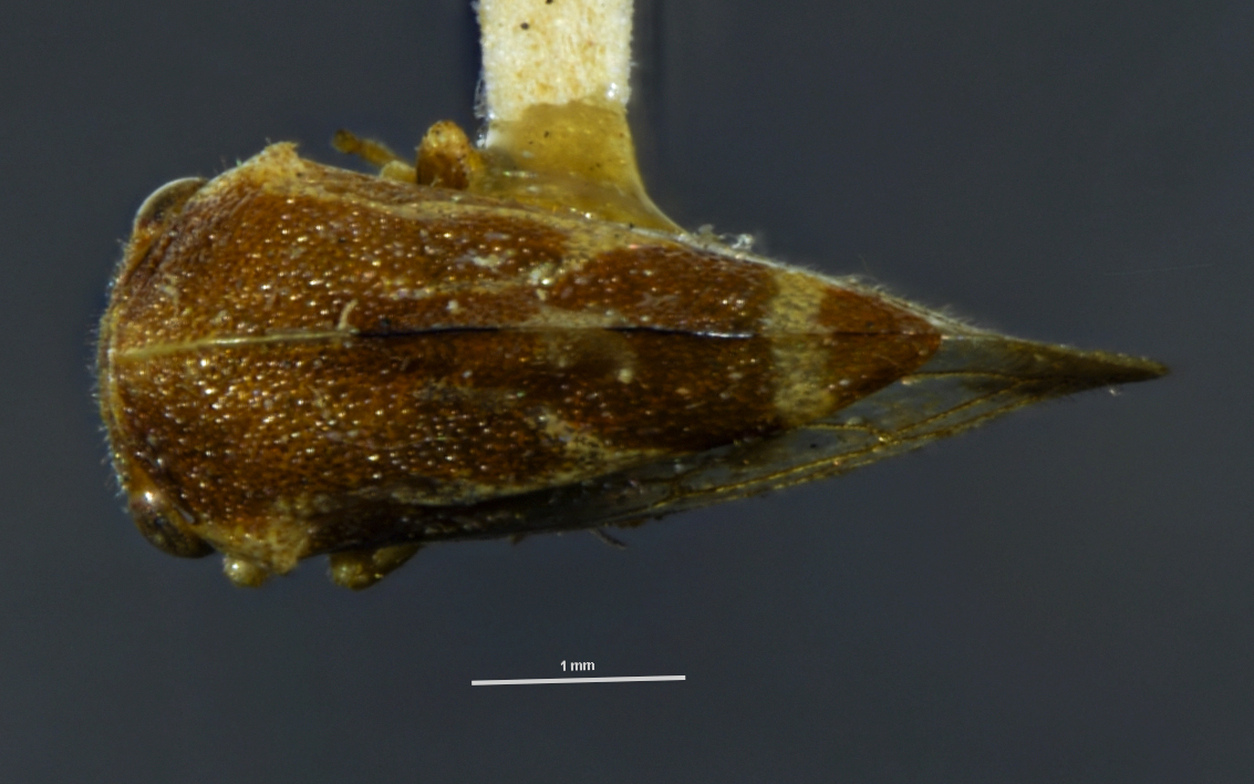 Habitus, dorsal view: !! display not done !! on Cyrtolobus togatus Woodruff, 1924: (Observation).