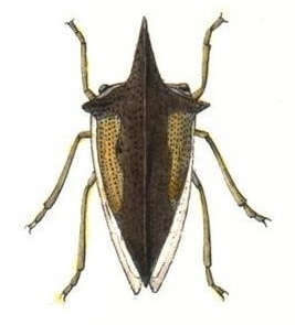 Habitus, dorsal view: !! display not done !! on Thelia bimaculata (Fabricius, 1794): (Observation).