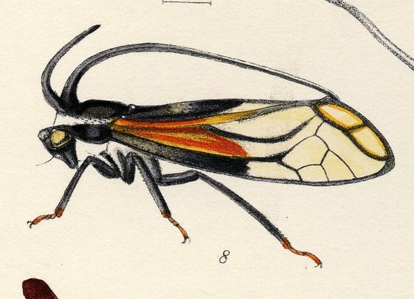 Habitus, lateral view: !! display not done !! on Stylocentrus championi Fowler, 1896: (Observation).