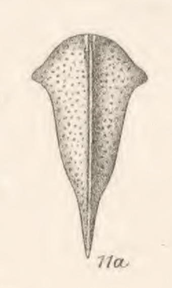 Habitus, dorsal view: !! display not done !! on Cymbomorpha prasina (Germar, 1835): (Observation).