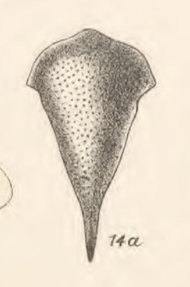 Habitus, dorsal view: !! display not done !! on Procyrta affinis (Fowler, 1895): (Observation).