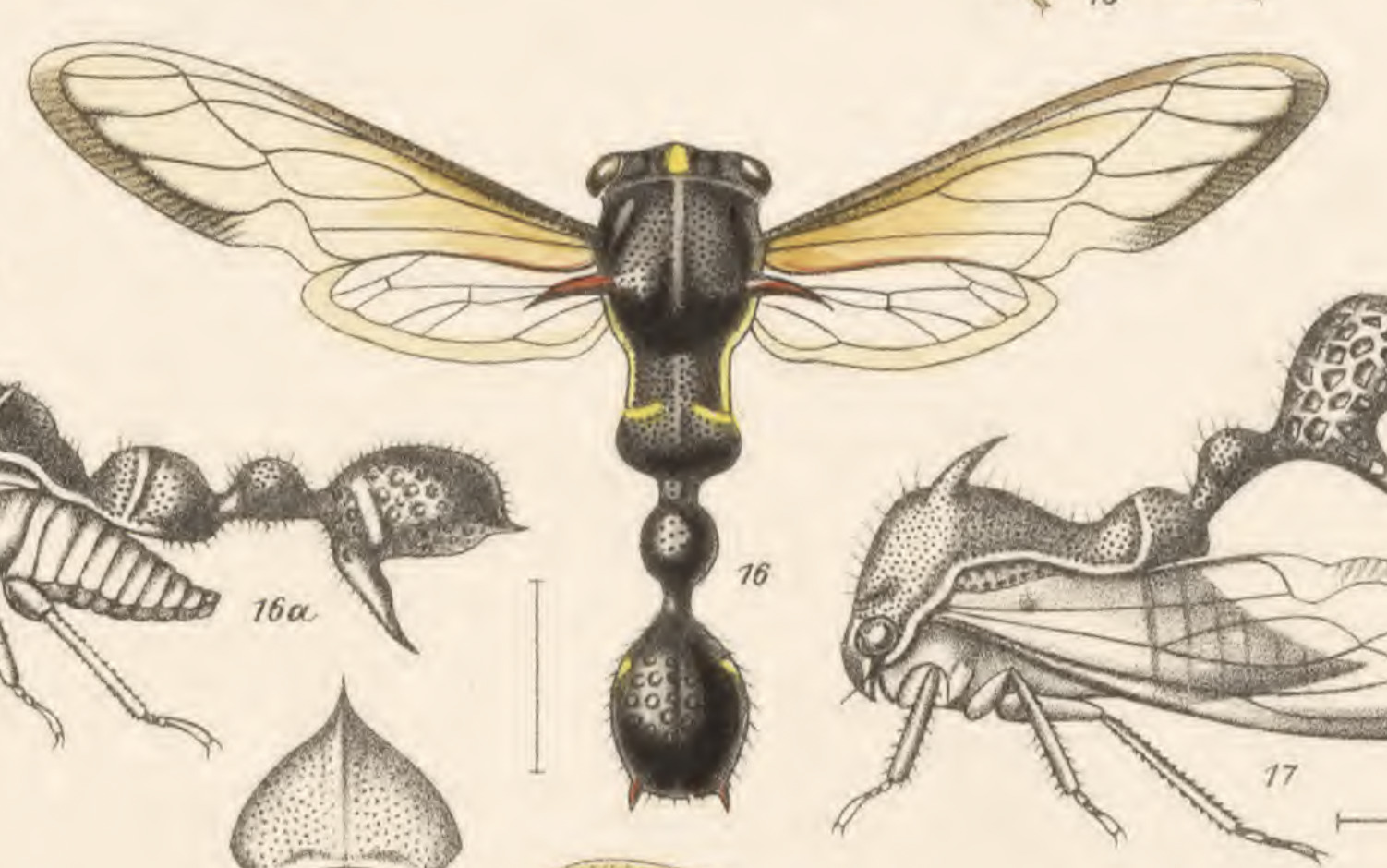 Habitus, dorsal view: !! display not done !! on Heteronotus trinodosus Butler, 1878: (Observation).