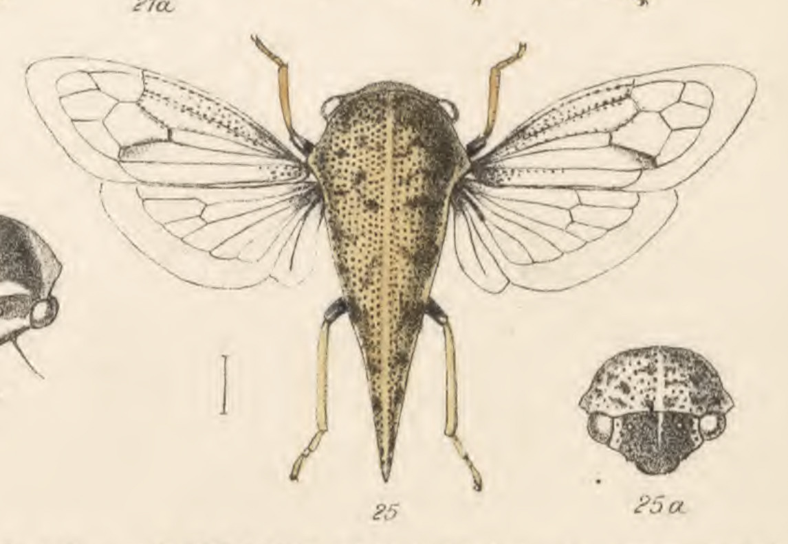 Habitus, dorsal view: !! display not done !! on Trachytalis isabellina Fowler, 1895: (Observation).