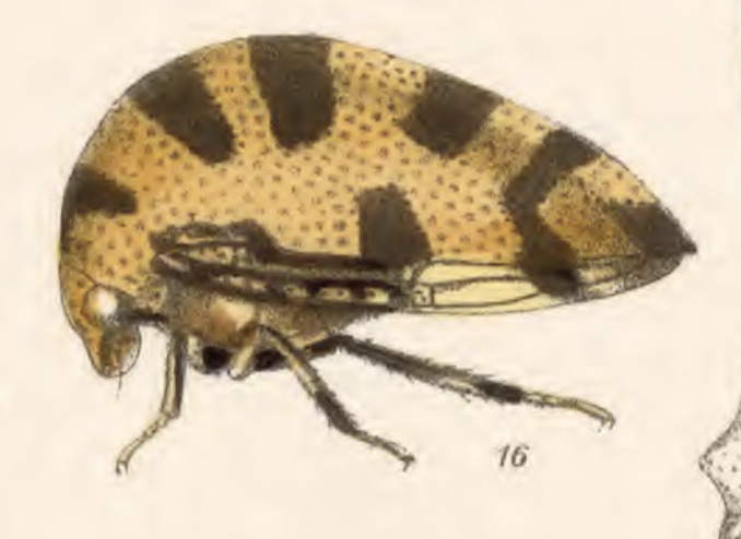 Habitus, lateral view: !! display not done !! on Adippe pardalina Fowler, 1896: (Observation).