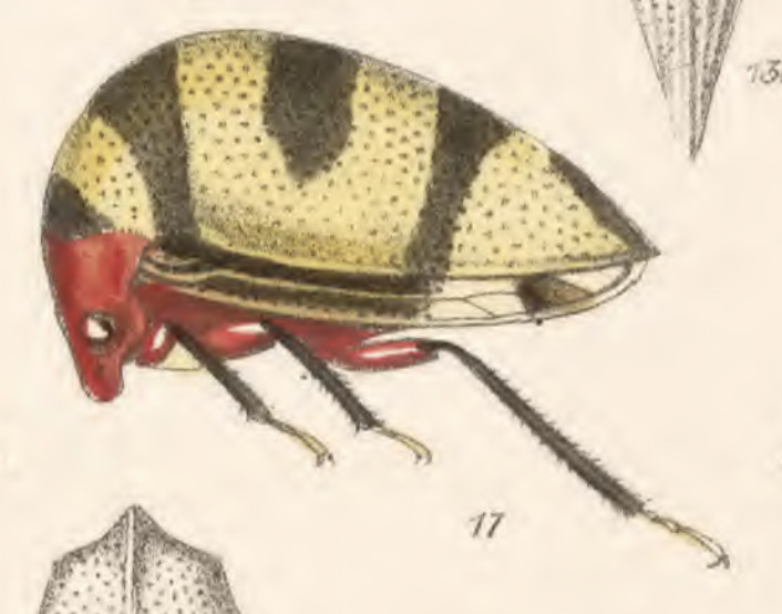 Habitus, lateral view: !! display not done !! on Adippe histrio (Walker, 1858): (Observation).