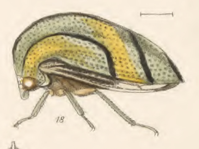 Habitus, lateral view: !! display not done !! on Adippe concinna Fowler, 1896: (Observation).