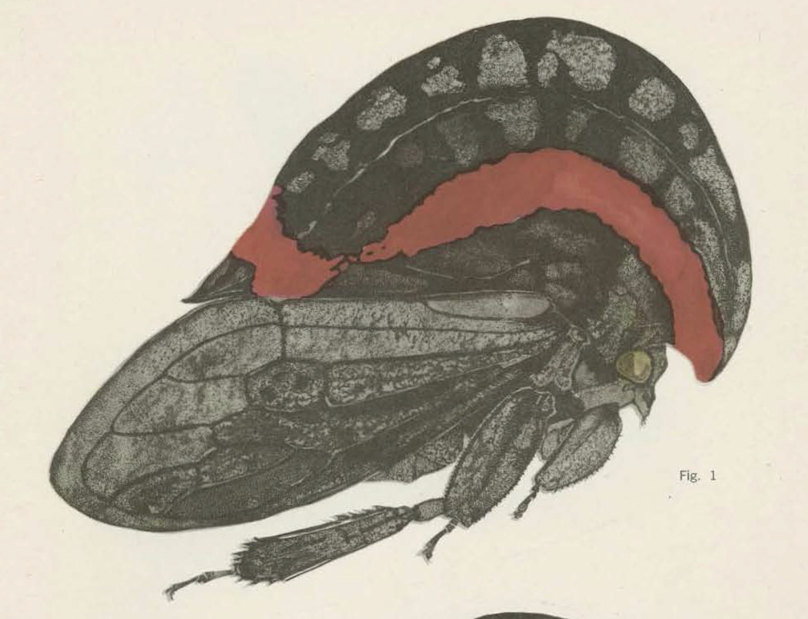 Habitus, lateral view: !! display not done !! on Membracis bucktoni Funkhouser, 1921: (Observation).
