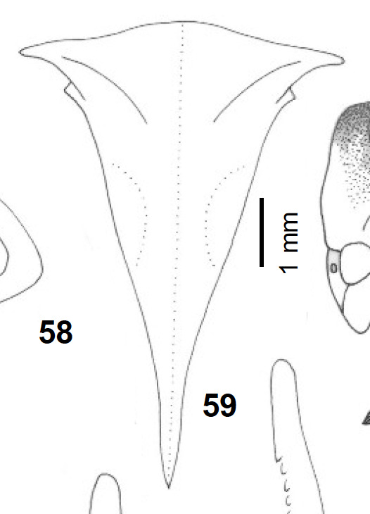 Habitus, dorsal view: !! display not done !! on Ceresa distans Butler, 1877: (Observation).