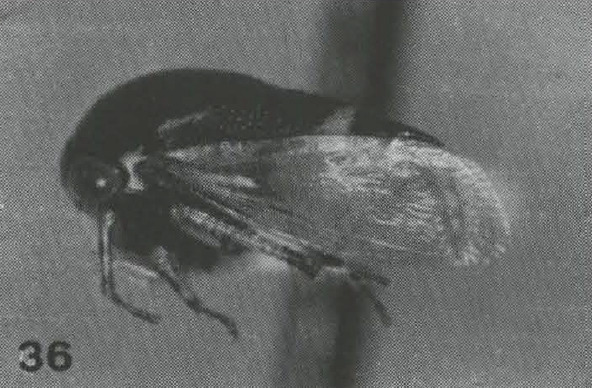 Habitus, lateral view: !! display not done !! on Micrutalis henki Sakakibara, 1999: (Observation).