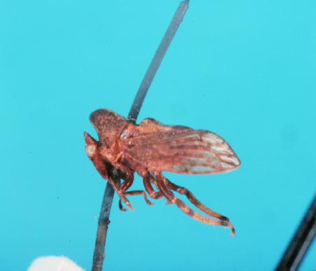 Habitus, lateral view: !! display not done !! on Tropidaspis cornuta Haviland, 1925: (Observation).