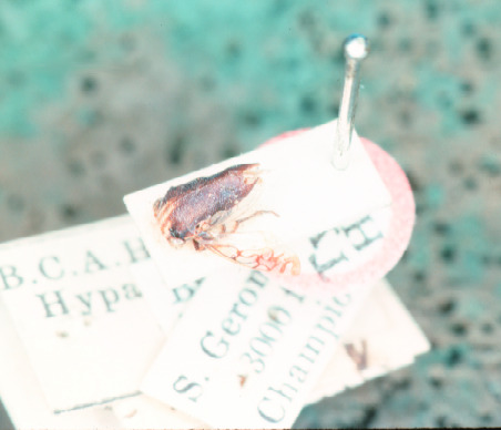 Habitus, dorsal view: !! display not done !! on Vanduzea albifrons (Fowler, 1895): (Observation).