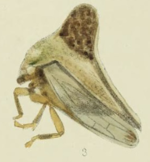 Habitus, lateral view: !! display not done !! on Glossonotus univittatus dorsalis (Buckton, 1903): (Observation).