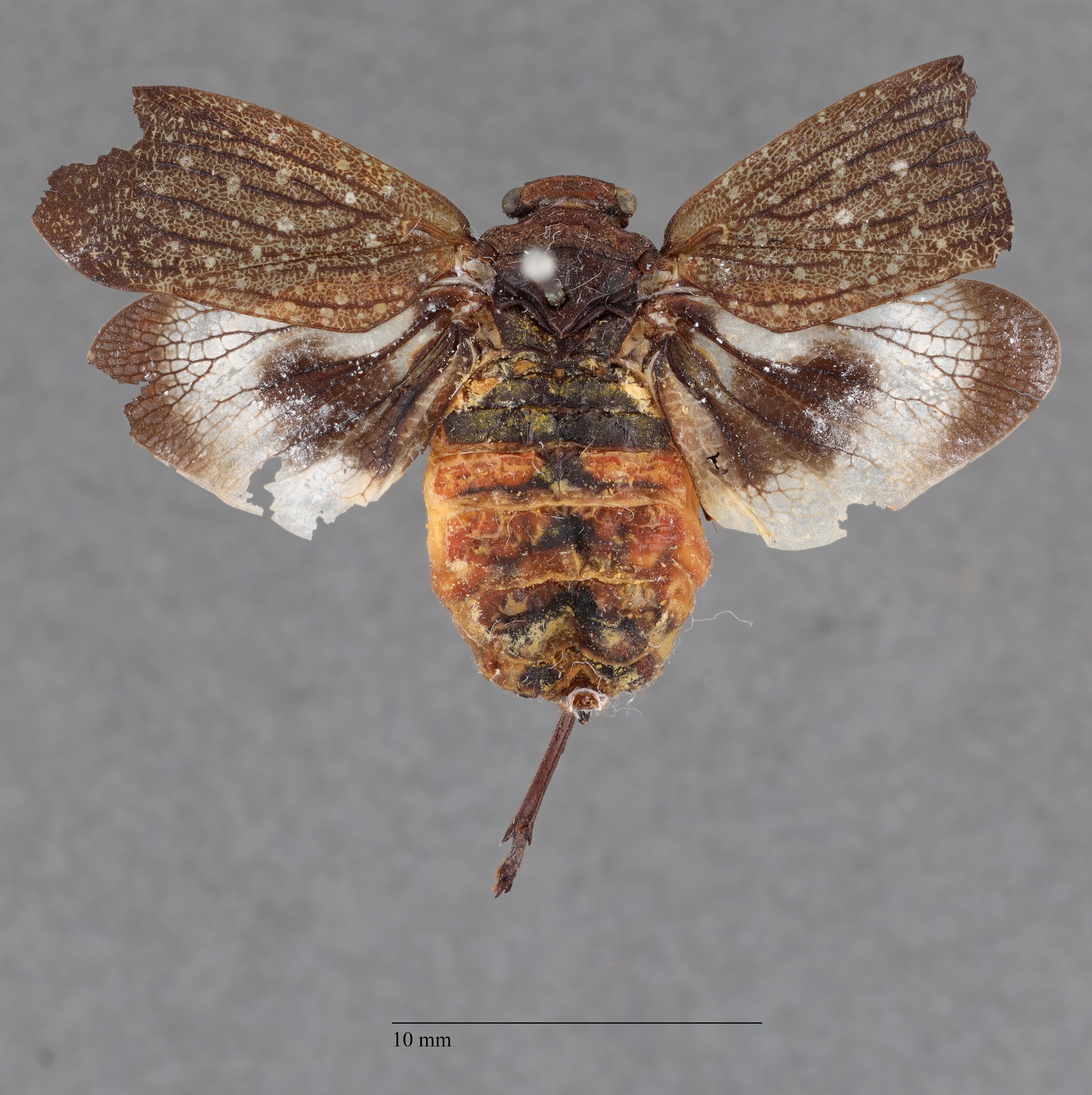 Habitus, dorsal view: !! display not done !! on Acmonia punctata Lallemand, 1959: (Observation).