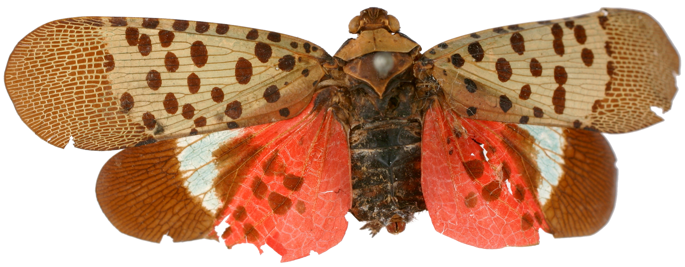 Habitus, dorsal view: !! display not done !! on Lycorma jole Stål, 1863: (Observation).