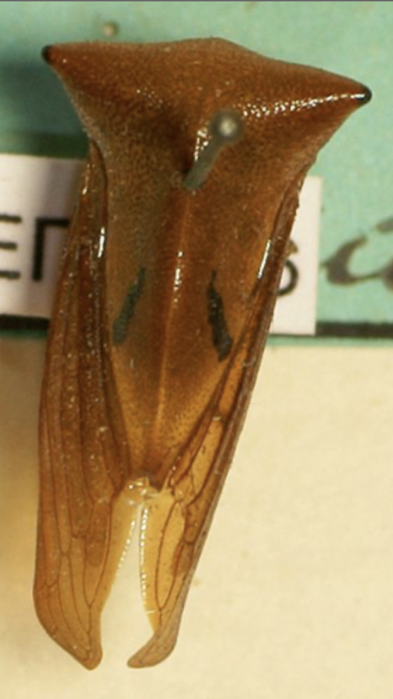 Habitus, dorsal view: !! display not done !! on Hyphinoe cuneata (Germar, 1835): (Observation).