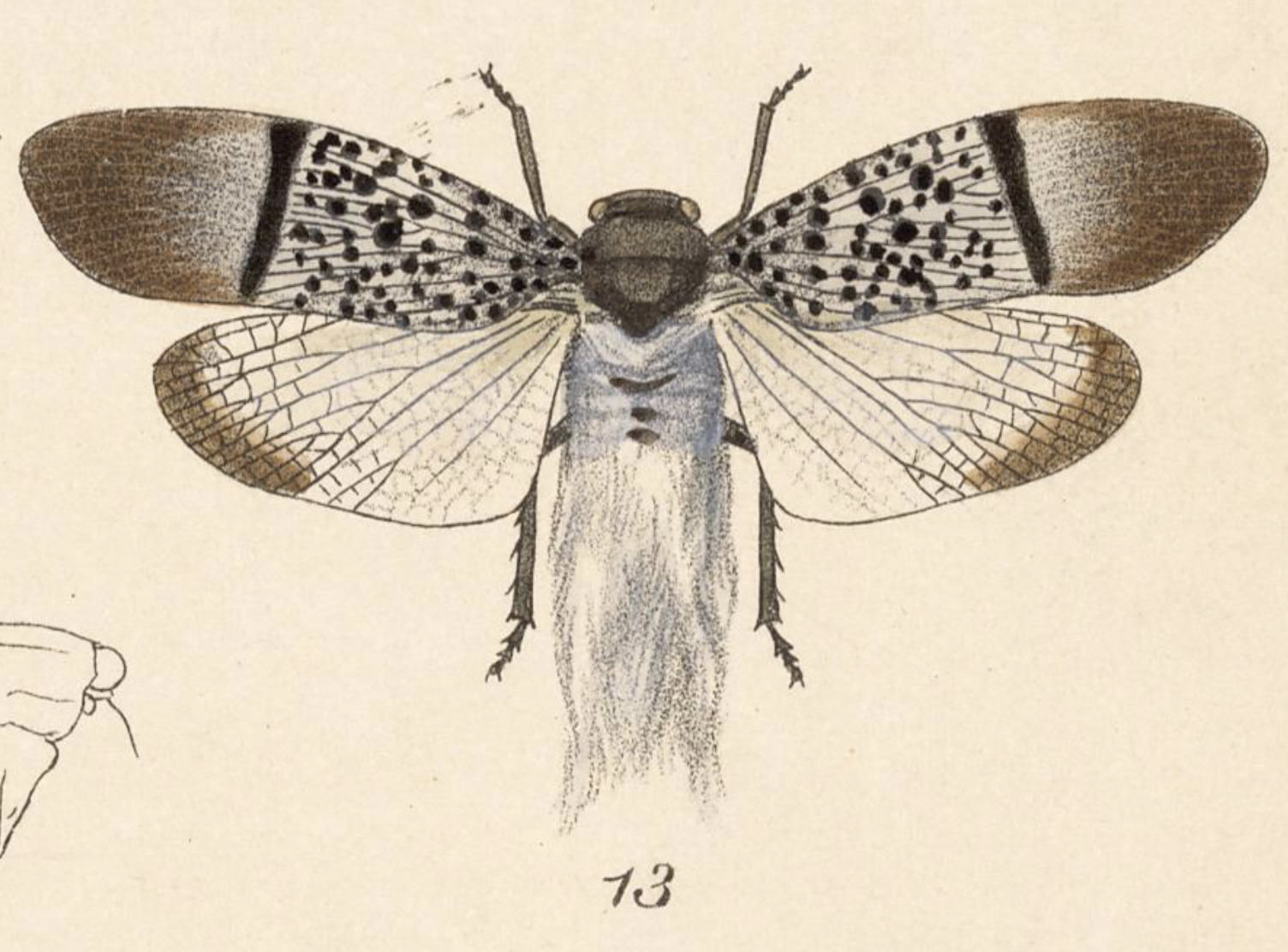 Habitus, dorsal view: !! display not done !! on Alaruasa violacea (Distant, 1887): (Observation).