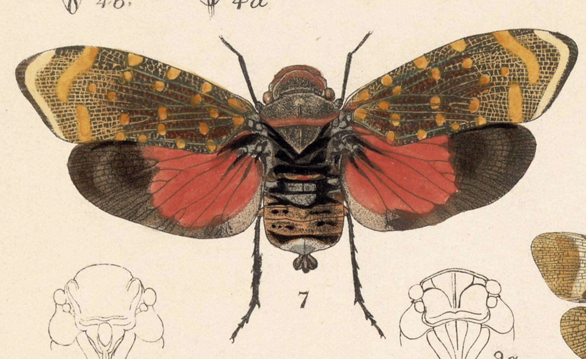 Habitus, dorsal view: !! display not done !! on Amantia imperatoria (Gerstaecker, 1860): (Observation).