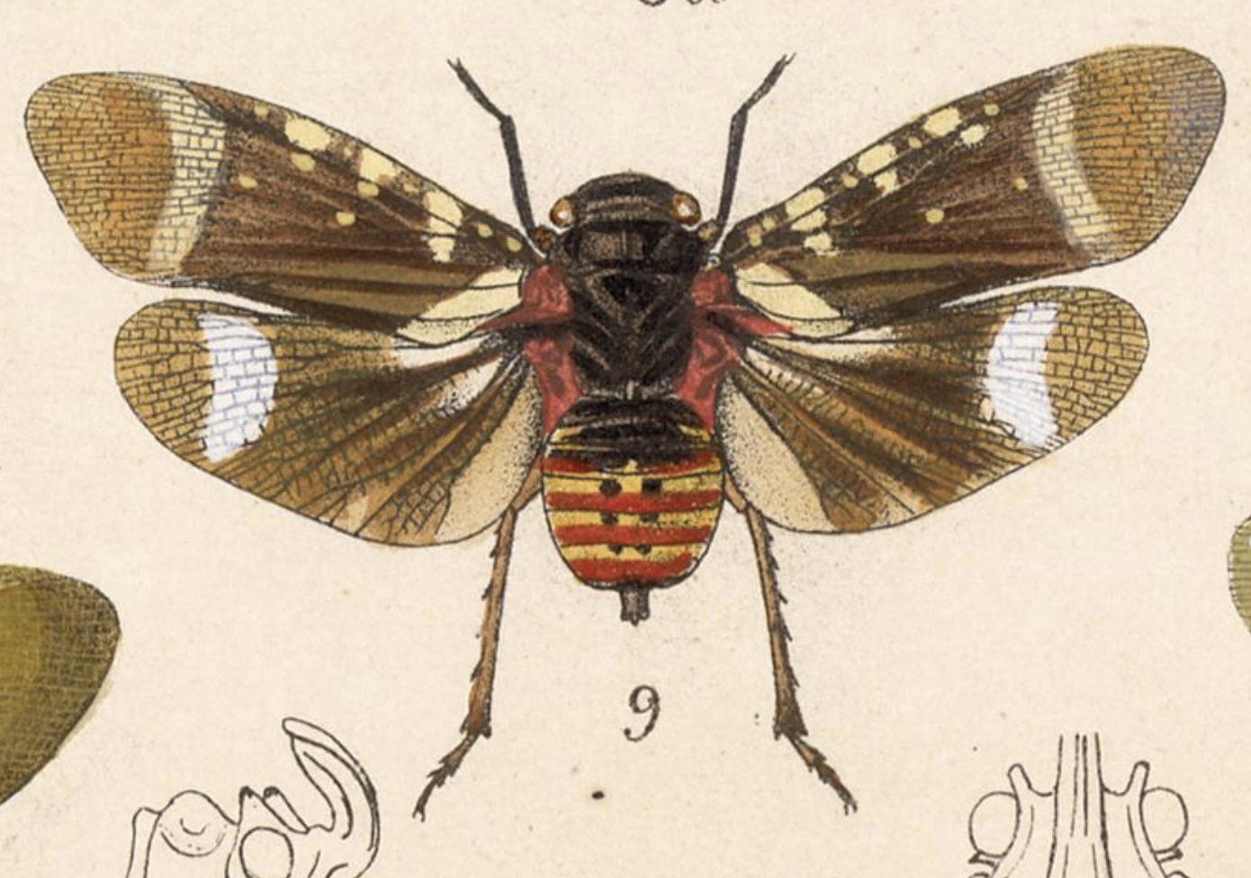 Habitus, dorsal view: !! display not done !! on Zeunasa fastuosa (Gerstaecker, 1860): (Observation).