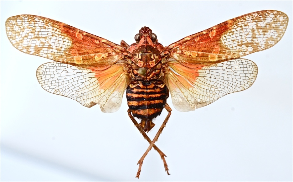 Habitus, dorsal view: !! display not done !! on Chilobia lecourti Audibert & Porion, 2016: (Observation).