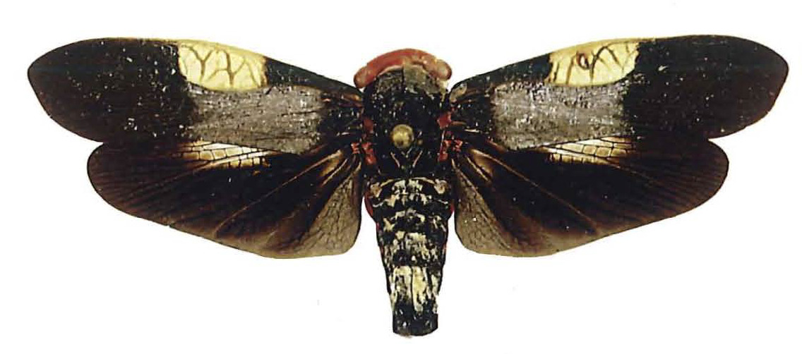 Habitus, dorsal view: !! display not done !! on Oeagra buechei Bleuzen & Porion, 2004: (Observation).