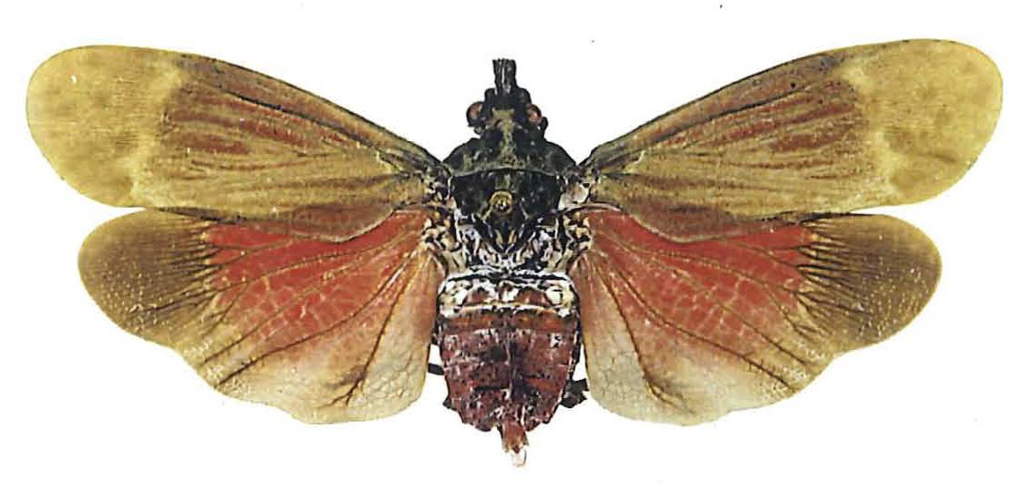 Habitus, dorsal view: !! display not done !! on Enchophora myriamae Bleuzen & Porion, 2004: (Observation).
