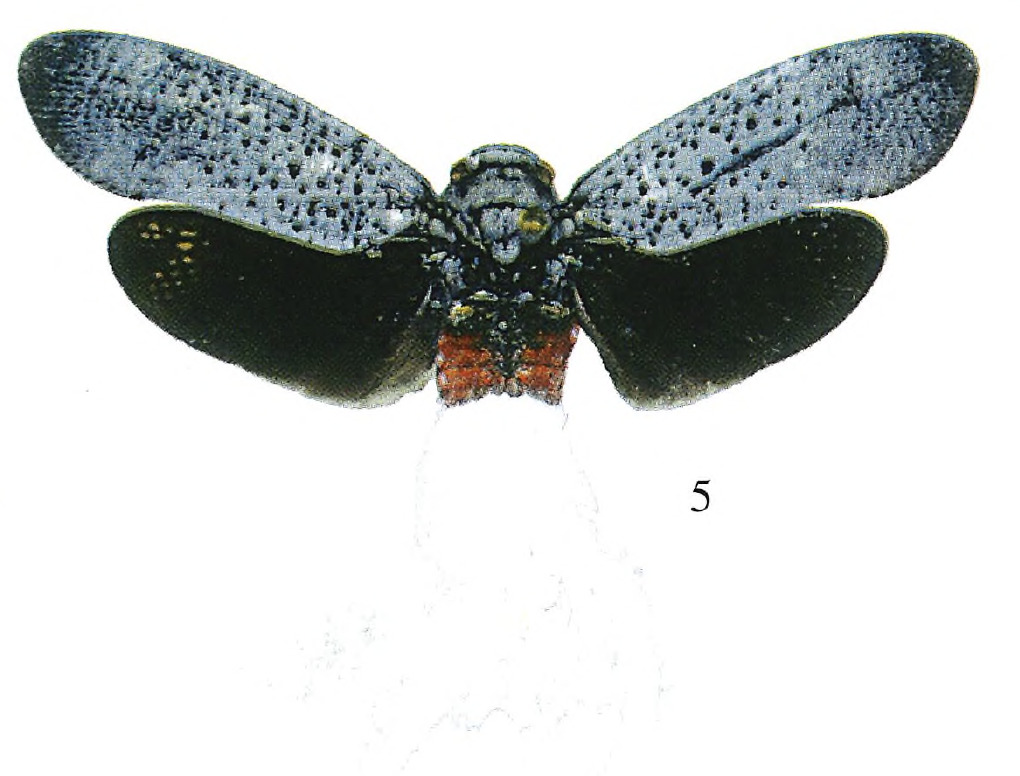 Habitus, dorsal view: !! display not done !! on Alaruasa anceps (Stål, 1869): (Observation).