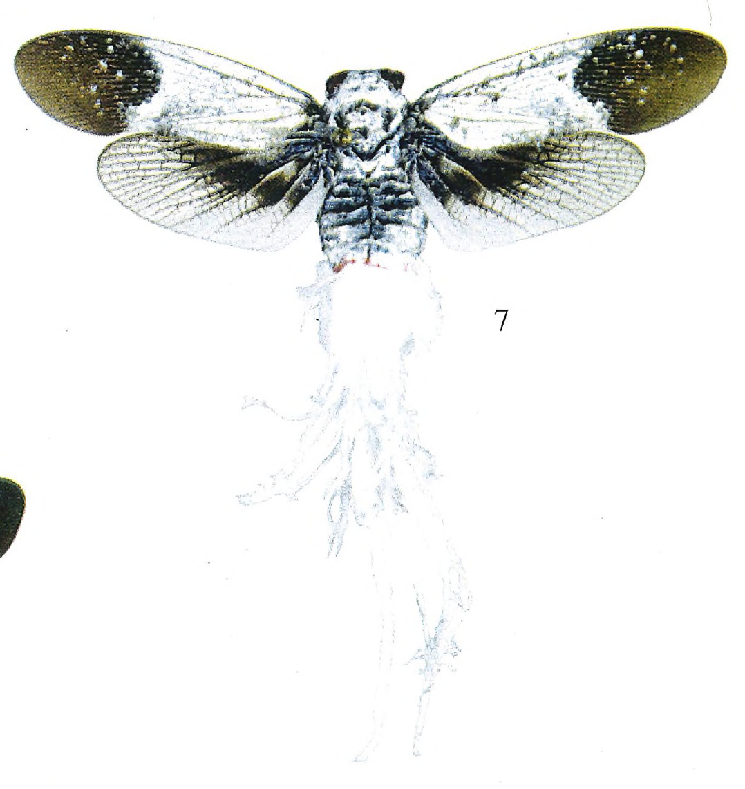 Habitus, dorsal view: !! display not done !! on Lystra pulverulenta (Olivier, 1792): (Observation).